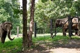 NRP Continues to Misuse the Writ of Habeas Corpus, Potentially Risking the Health and Welfare of Happy, An Elephant at the Bronx Zoo